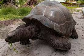 paradise-found-granite-islands-and-turquoise-dreams-in-seychelles