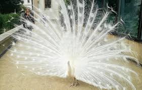 spires-peacocks-and-perfect-pilsner-falling-under-pragues-spell